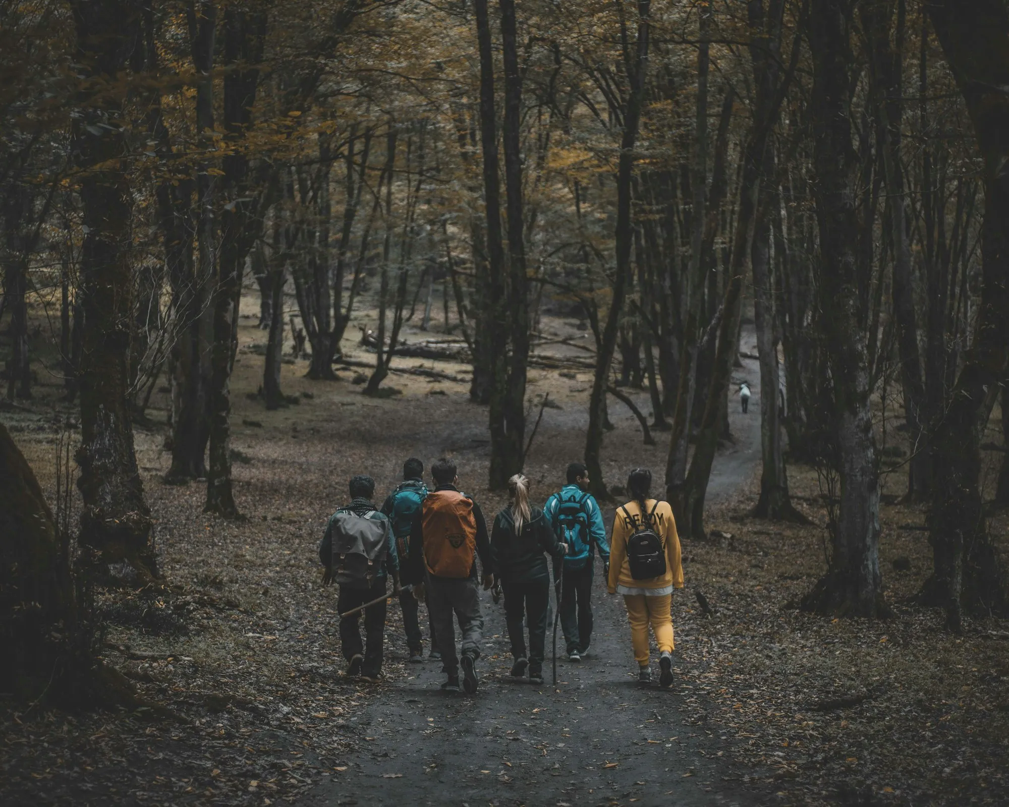 The Lumera team walking together through a quiet forest at an offsite