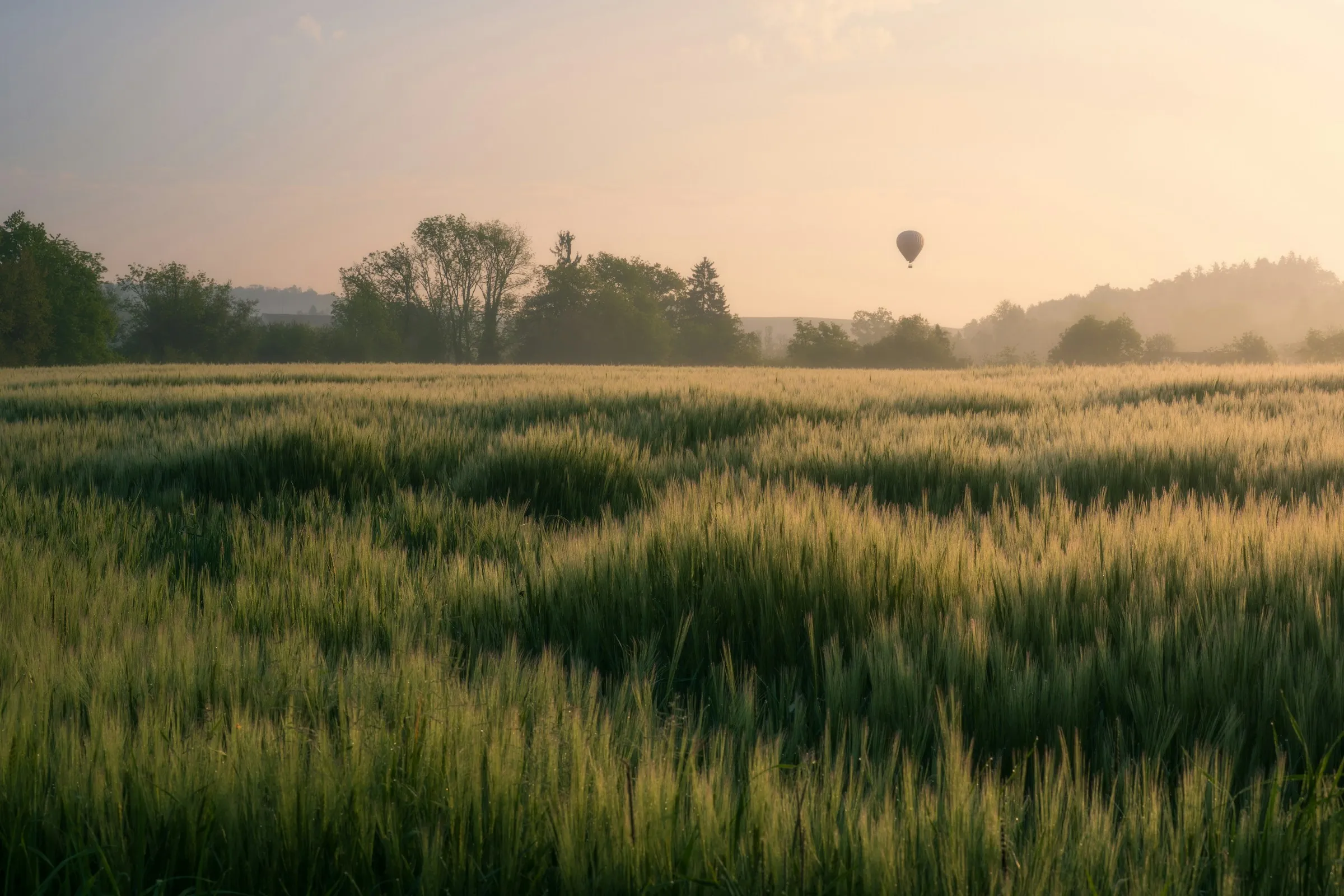 A wheat field at dawn with a distant hot-air balloon